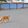 伊豆の猫