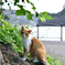 伊豆の猫