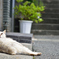 伊豆の猫