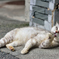 伊豆の猫