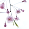 白桜