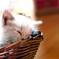 子猫