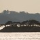 松島