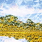 Sun-Sky