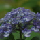 IMGP2984