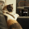 猫のミー。