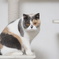 猫のミー2