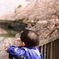 さくらと子供と川