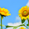 夏の花１