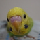 かわいいんですが、、