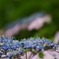紫陽花２　