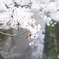 いつもの桜 #01