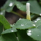 雨上がりの雑草