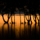 trees