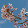 桜1