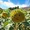 夏の太陽さん
