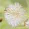 Fluff