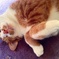 すやぁ( ˘ω˘ )