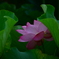 隠れ花