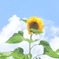向日葵