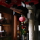 IMGP4695a