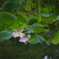 水鏡