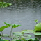 雨の蓮池