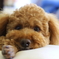 愛犬　#1