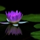 Water lily