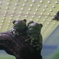 ふたりはプリ○ュア