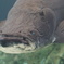 水の神殿にいるボスキャラ