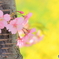 桜と菜の花