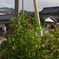 故郷の夏-①