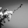 飛行機と桜