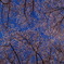 一面の桜