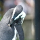 毛づくろい、するんすねペンギンも。