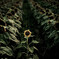 sunflower６