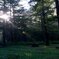 morning light