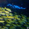 Under the sea