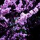 sakura2