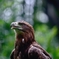 Golden eagle