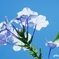 sky blue で暑中見舞い＜3＞