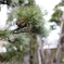 雨のしずくを纏った松の枝