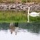 白鳥の湖