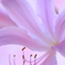 花舞