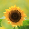 こっちにおいでよ～sunflower