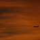 Fly To Sky