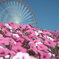 夏空に