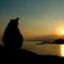 in the twilight