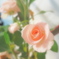 柔らかい薔薇